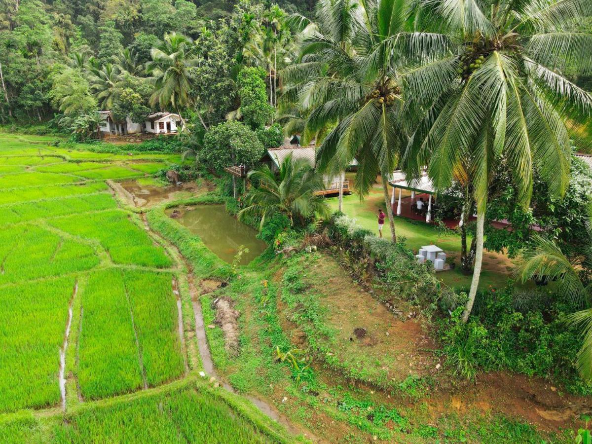 Rainforest Nest دينيايا المظهر الخارجي الصورة