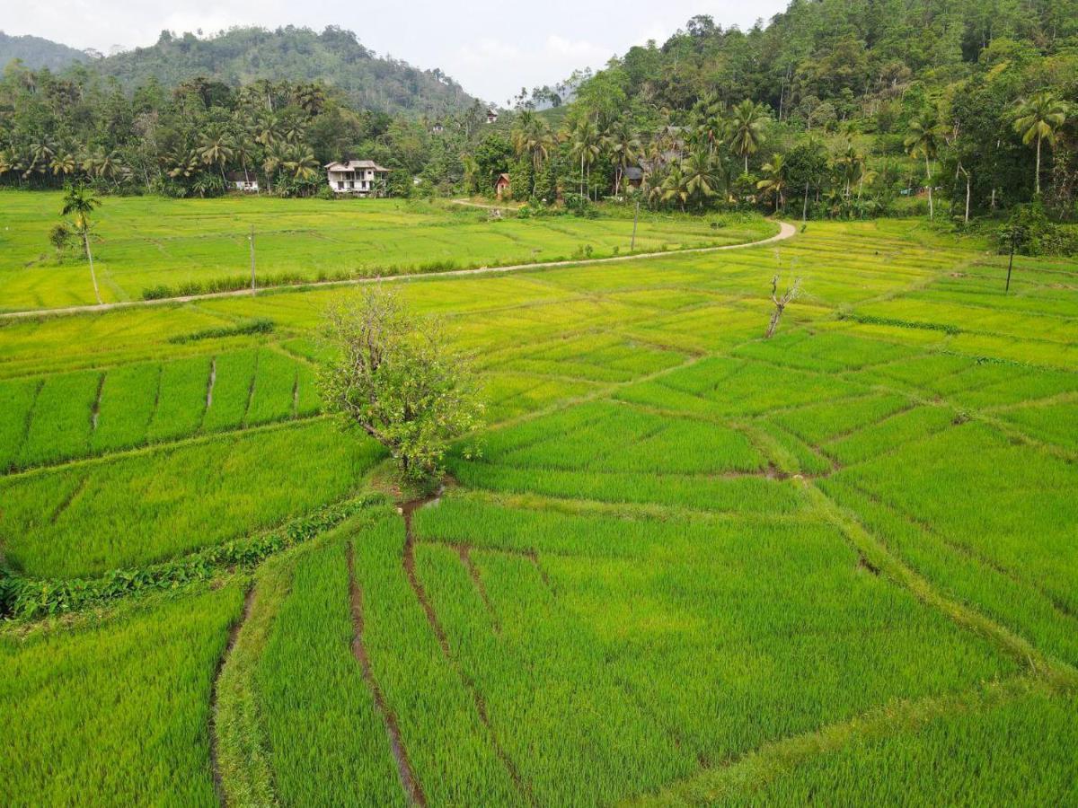 Rainforest Nest دينيايا المظهر الخارجي الصورة