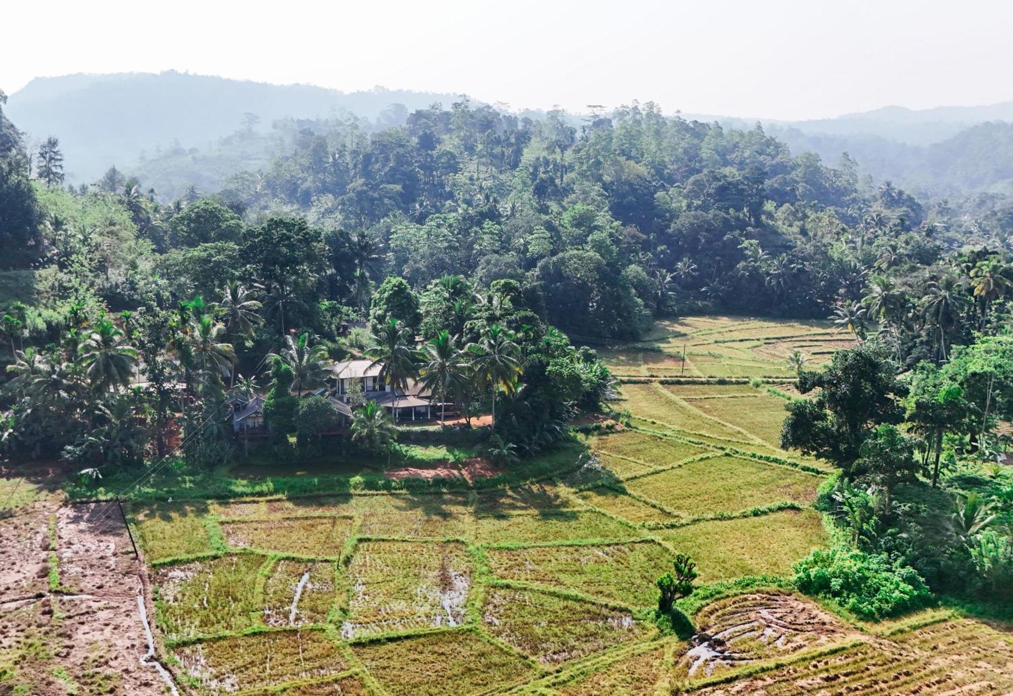 Rainforest Nest دينيايا المظهر الخارجي الصورة